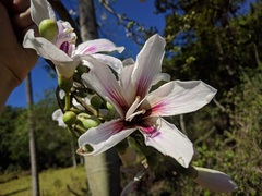 Ceiba pubiflora