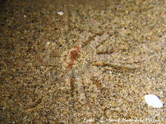 Edwardsia claparedii