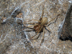 Loxosceles amazonica