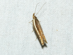 Eutorna eurygramma