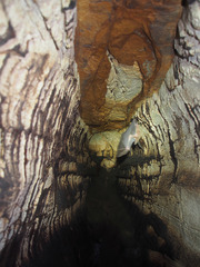 Rousettus aegyptiacus