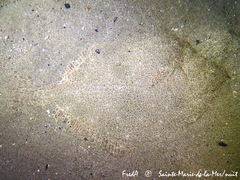 Scophthalmus rhombus