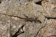 Podarcis guadarramae