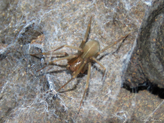 Loxosceles amazonica