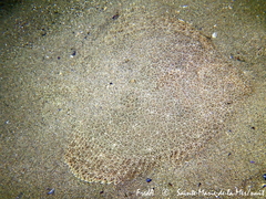 Scophthalmus rhombus