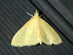 Ecpyrrhorrhoe puralis