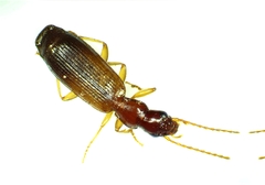 Paradromius linearis