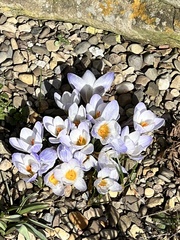 Crocus biflorus