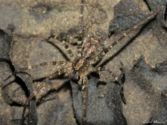 Acanthoctenus