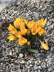 Crocus biflorus