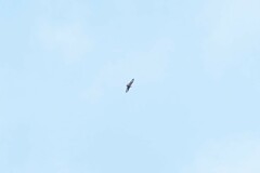 Buteo buteo rothschildi