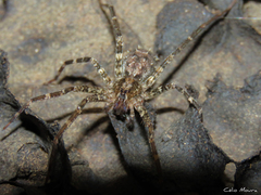 Acanthoctenus