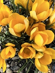 Crocus biflorus