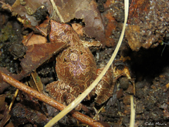 Physalaemus cuvieri