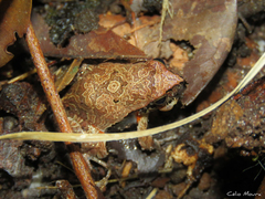 Physalaemus cuvieri
