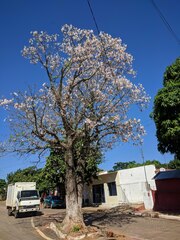Ceiba pubiflora