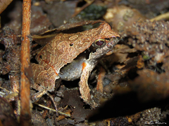 Physalaemus cuvieri