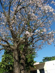 Ceiba pubiflora