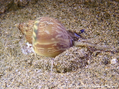 Tritia mutabilis