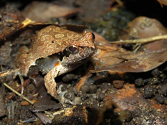 Physalaemus cuvieri