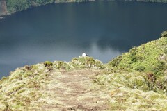 Larus michahellis atlantis