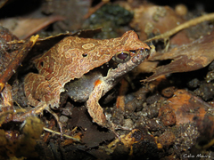 Physalaemus cuvieri