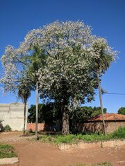 Ceiba pubiflora