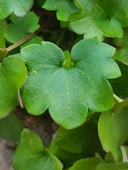 Cymbalaria muralis