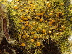 Flavoplaca flavocitrina