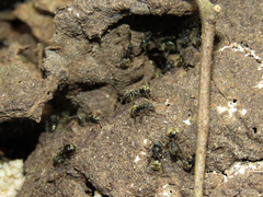 Dolichoderus bispinosus