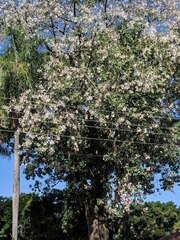 Ceiba pubiflora