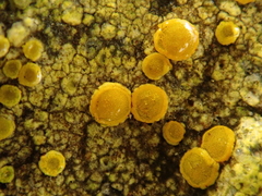 Flavoplaca flavocitrina