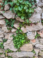 Cymbalaria muralis