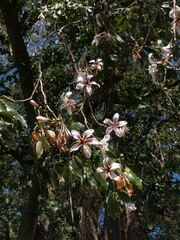 Ceiba pubiflora