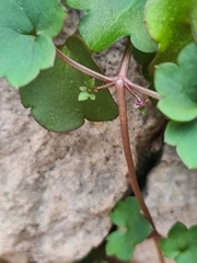 Cymbalaria muralis