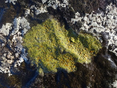 Flavoplaca flavocitrina