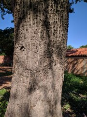 Ceiba pubiflora