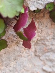 Cymbalaria muralis