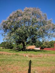 Ceiba pubiflora