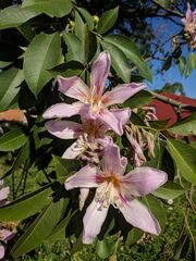 Ceiba pubiflora