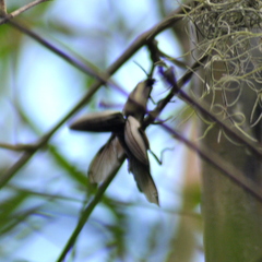 Chalcolepidius limbatus