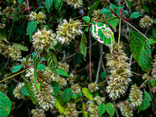 Cyathula cylindrica image