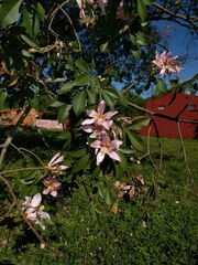 Ceiba pubiflora