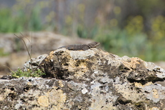 Laudakia vulgaris