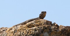 Laudakia vulgaris
