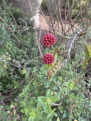 Calliandra haematocephala