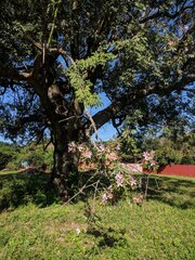 Ceiba pubiflora
