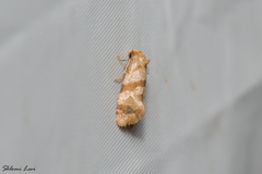 Phalonidia contractana