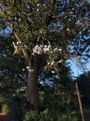 Ceiba pubiflora