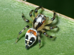 Nycerella delecta